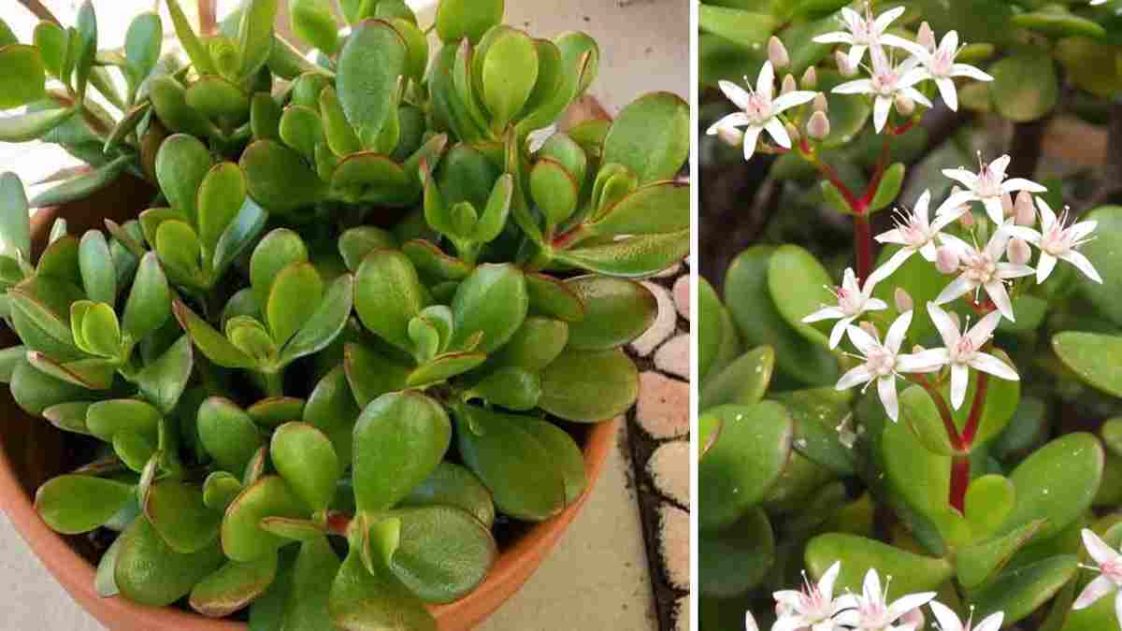 Comment Faire Fleurir L Arbre De Jade La Recette Parfaite