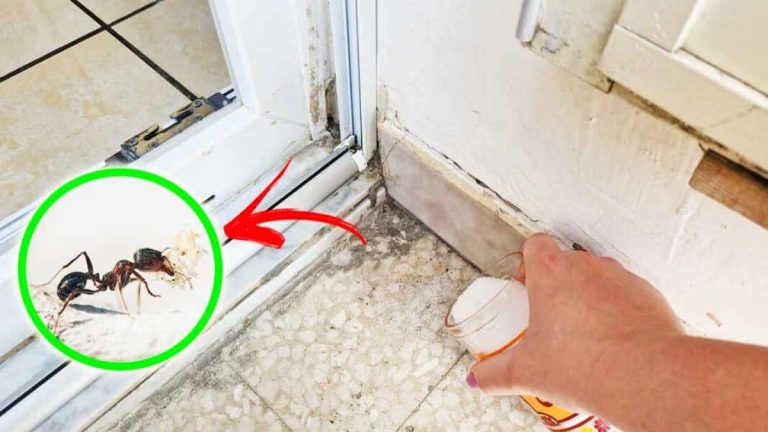 Comment Viter Les Fourmis Sur Votre Balcon Avec M Thodes Que Vous