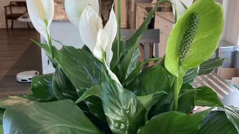 Prendre Soin Du Spathiphyllum Un Petit Guide Pour Cultiver Le Lis De