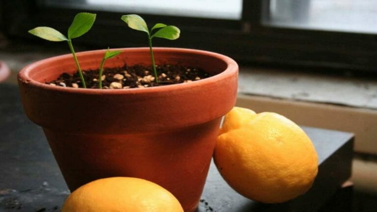 Comment Planter Un Citronnier En Pot ? - La Recette Parfaite