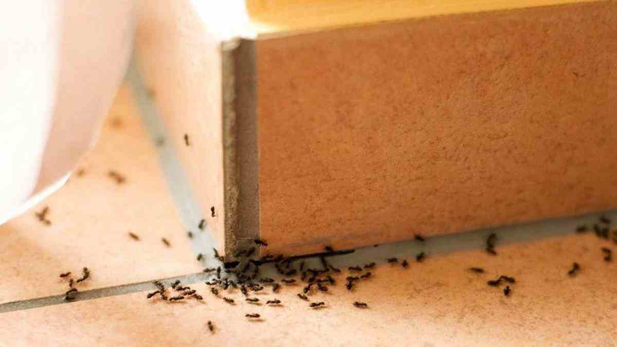 Anti-fourmi 22 solutions répulsives naturelles et efficaces