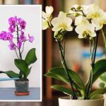 Astuces incontournables pour faire revivre vos orchidées