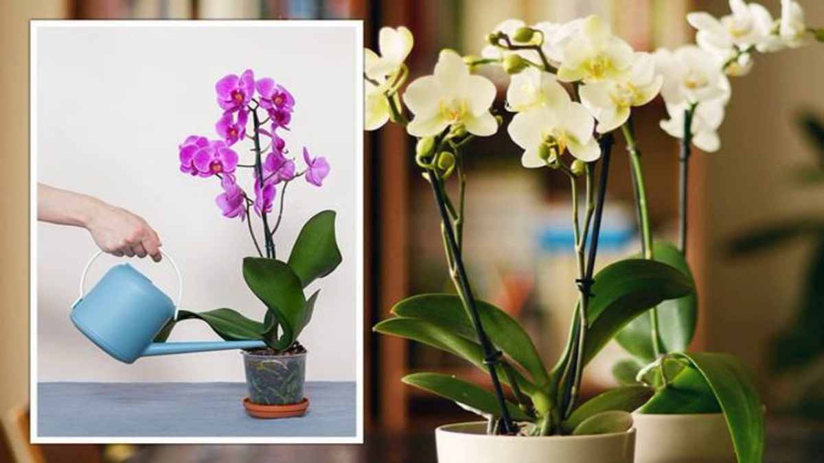 Astuces incontournables pour faire revivre vos orchidées