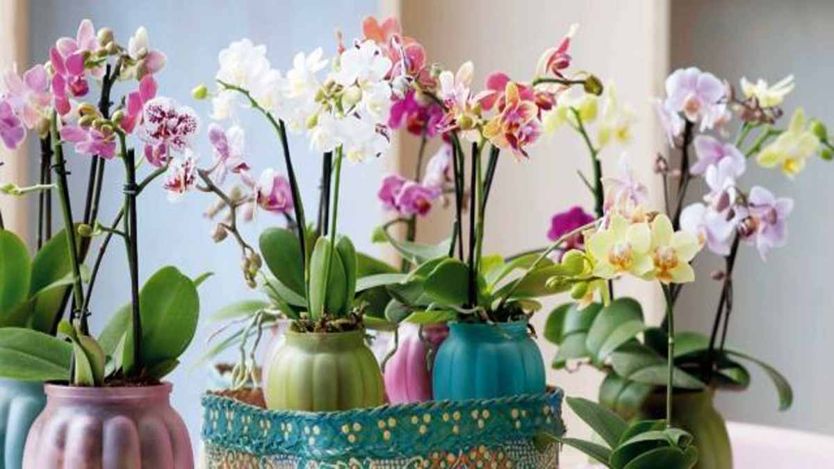 Comment bien prendre soin de son orchidée pour une floraison plus longue ?