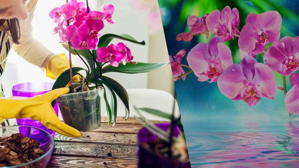 orchidées toujours fleuries et luxuriantes