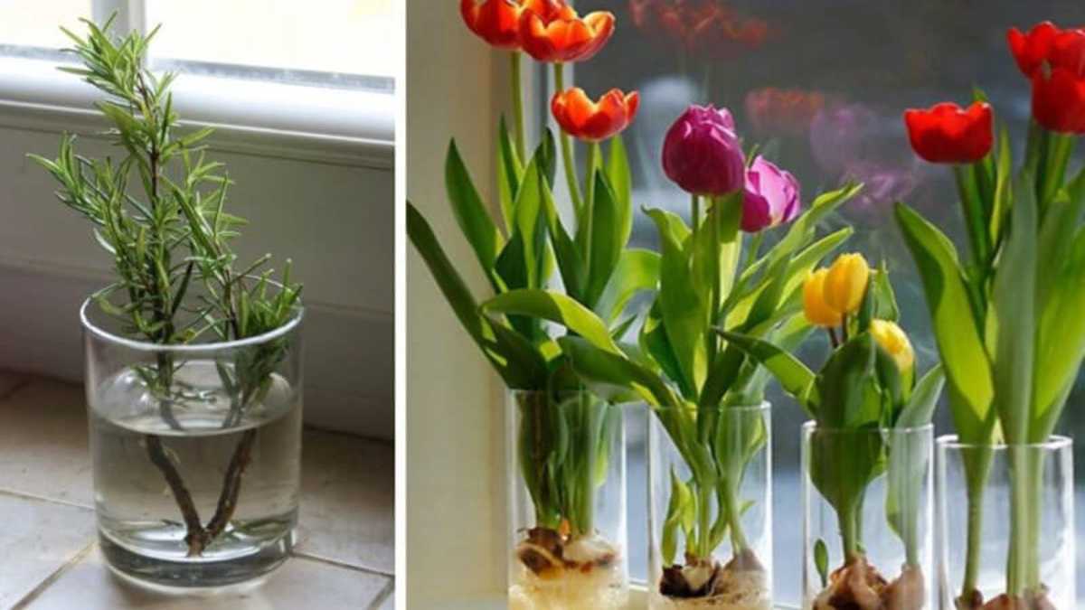 10 fleurs et plantes que vous pouvez facilement cultiver dans un verre  d'eau pour que votre maison sente toujours bon ! - La Recette Parfaite