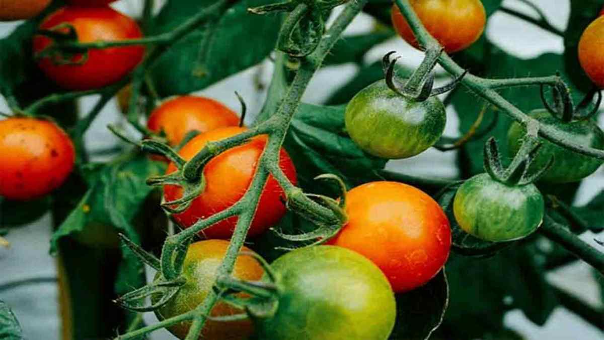 7 engrais naturels à enfouir dans le sol pour réussir ses plants Tomates