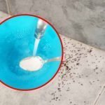 Découvrez des astuces puissantes pour supprimer définitivement les fourmis dans vos salles de bain