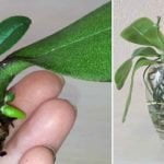 Comment Planter une Orchidée à Partir d’une Feuille