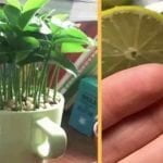Pourquoi Planter le Citron Dans un Verre et le Mettre à la Maison