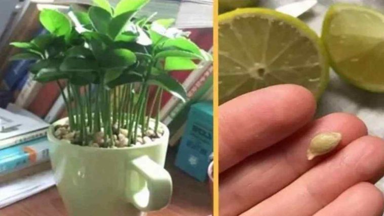 Pourquoi Planter le Citron Dans un Verre et le Mettre à la Maison