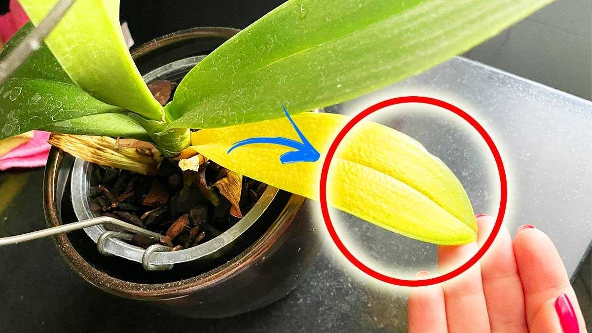 4 Secrets Derrière le Jaunissement des Feuilles d’une Orchidée