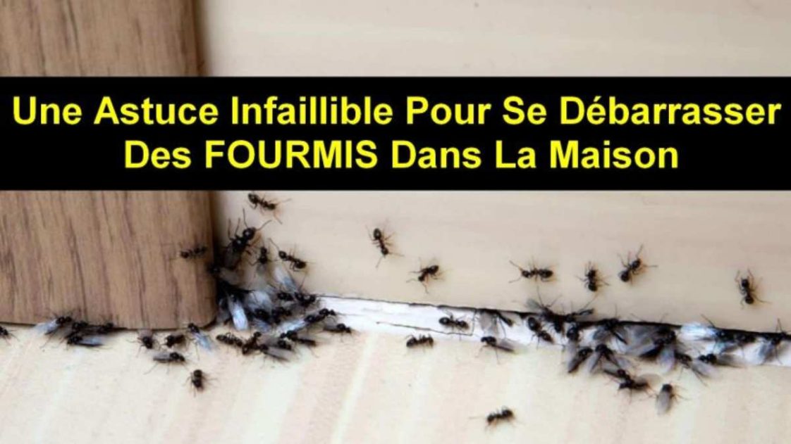 Une Astuce Infaillible Pour Se D Barrasser Des Fourmis Dans La Maison La Recette Parfaite