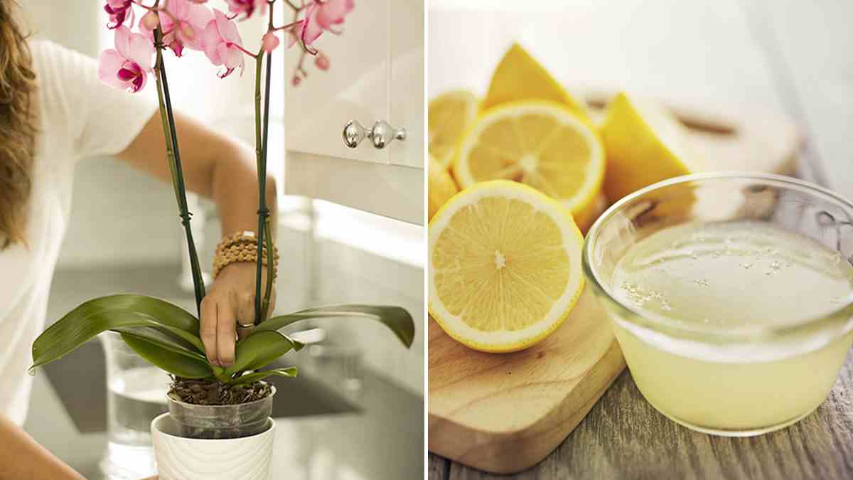 Comment arroser les orchidées avec du citron