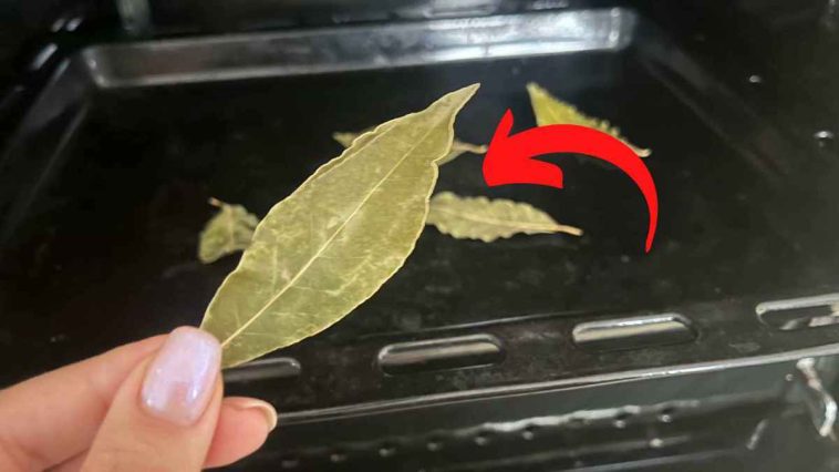 Comment faire sécher les feuilles de laurier