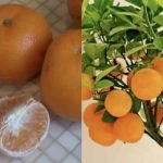 Comment Planter des Mandarines et les Cultiver en Illimité