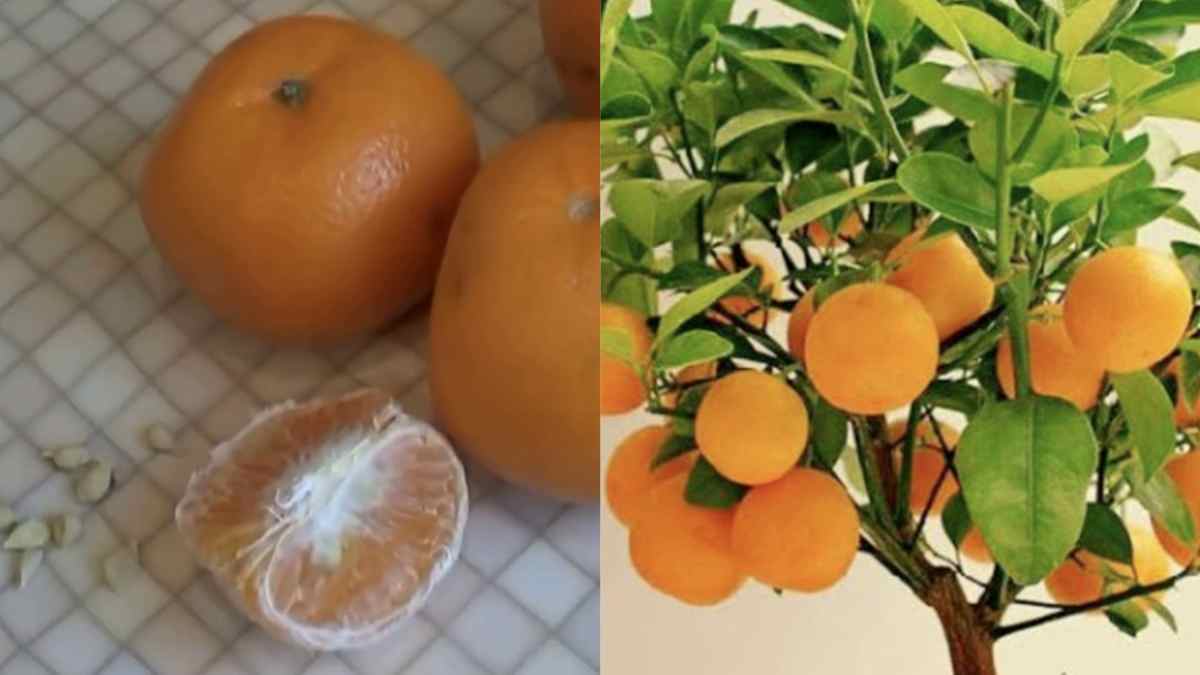 Comment Planter des Mandarines et les Cultiver en Illimité