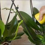Comment utiliser le citron pour rendre les feuilles des orchidées vertes et brillantes
