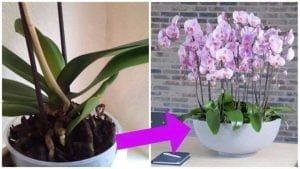 Orchidées