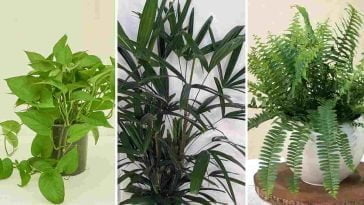5 plantes qui purifient l’air de votre maison