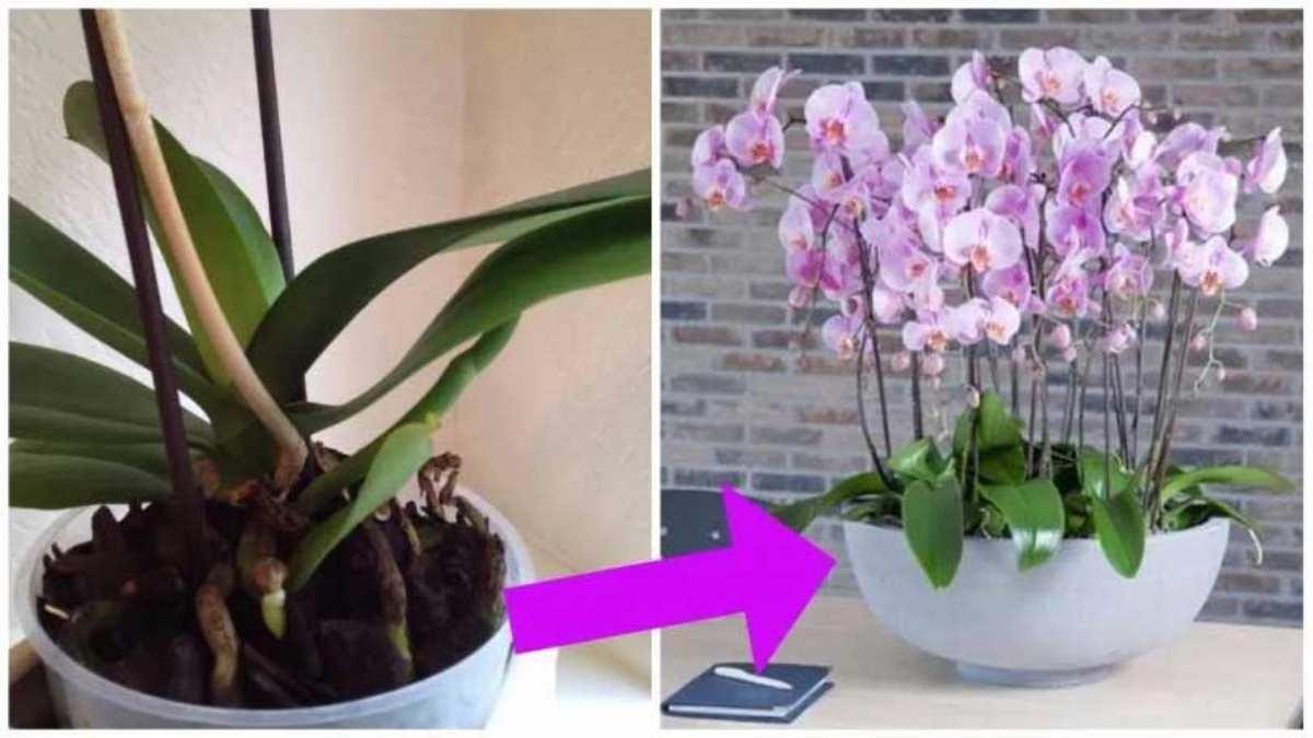Orchidées 5 Astuces Simples et Efficaces Pour Les faire Renaître