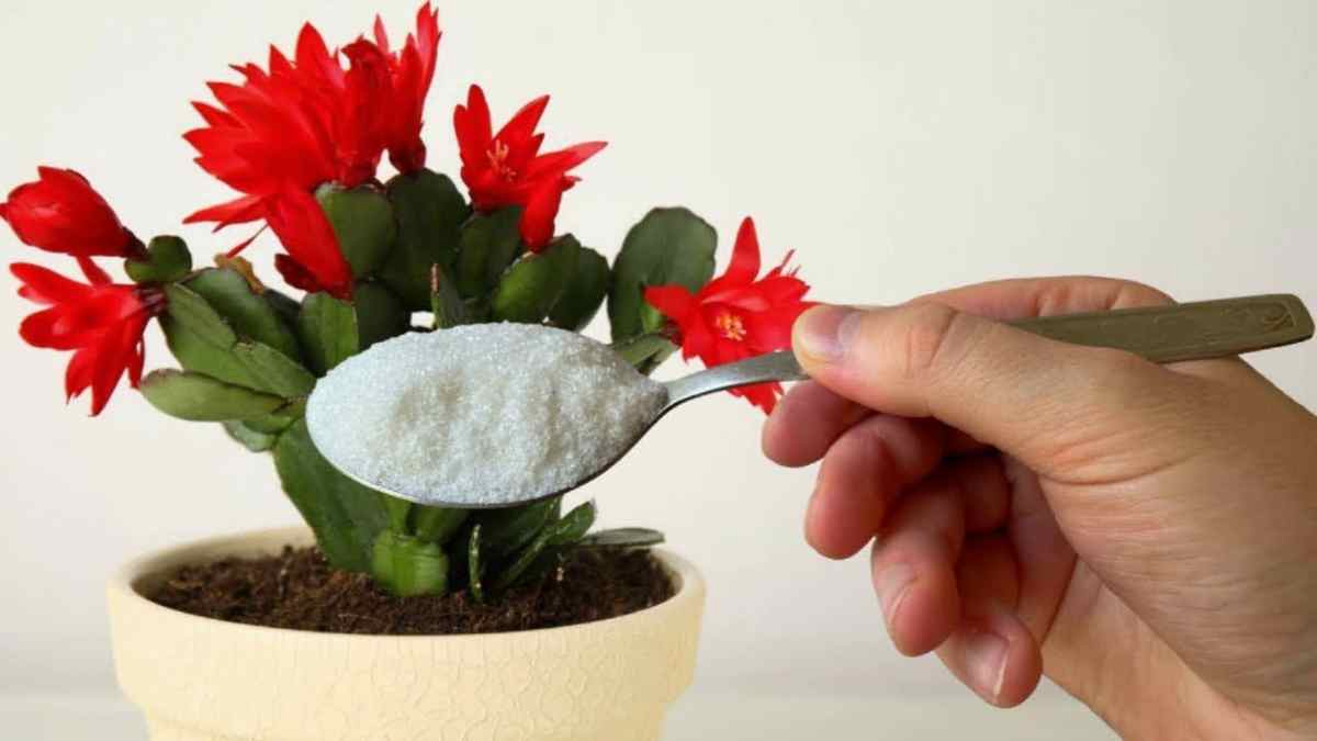 Astuces pour faire fleurir votre cactus de Noël par magie