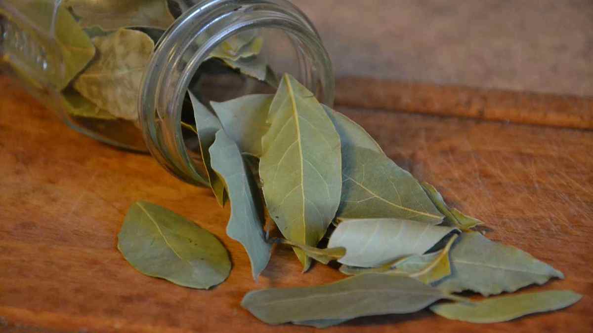 Découvrez un ancien remède très efficace avec des feuilles de laurier