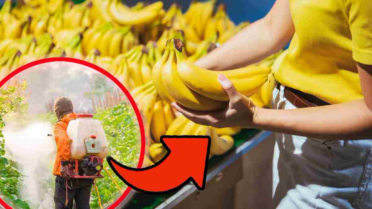 Des pesticides dans la pulpe d’une banane biologique