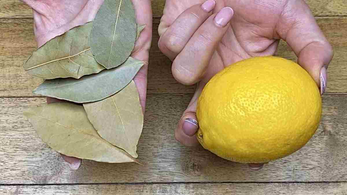 Feuilles de laurier et du citron en tisane 