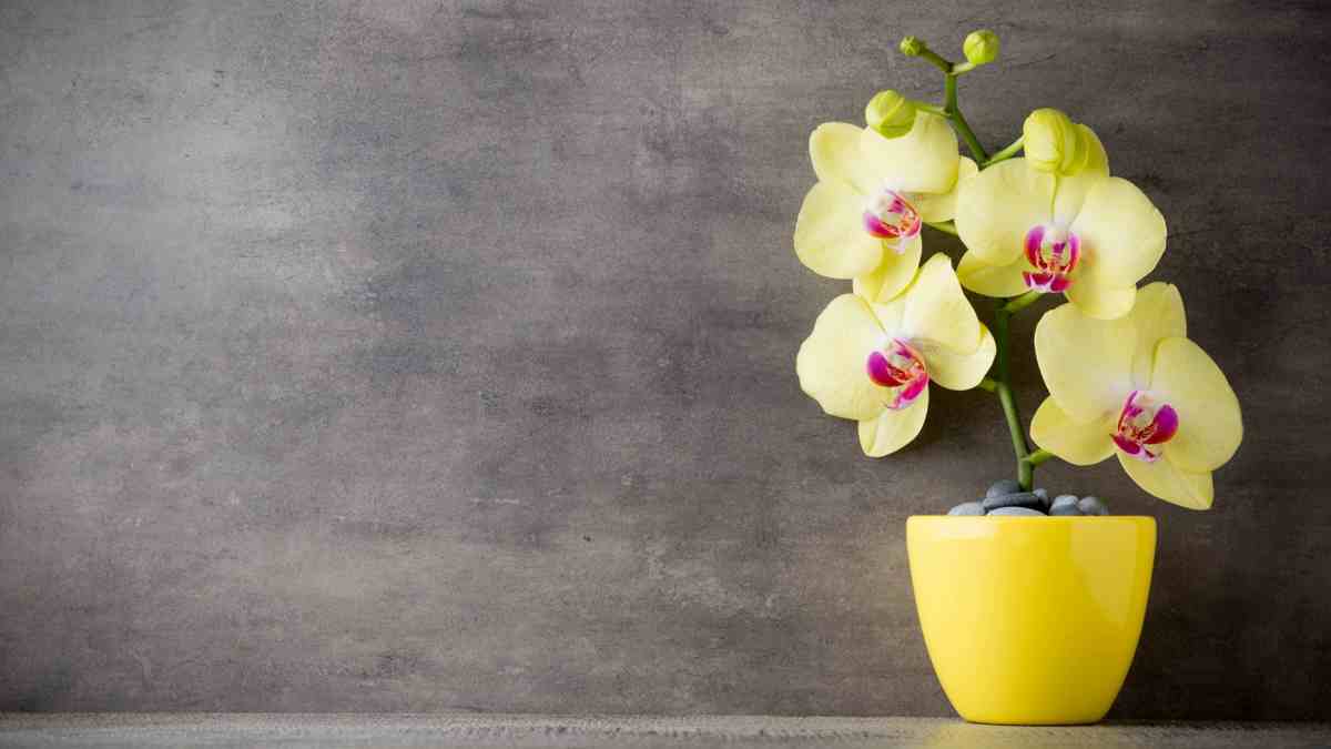 Belles orchidées en fleurs