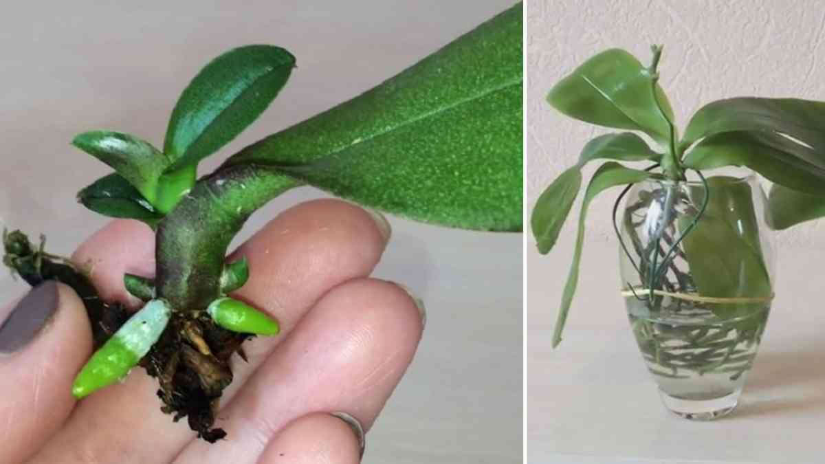 Comment propager une orchidée à partir d'une feuille