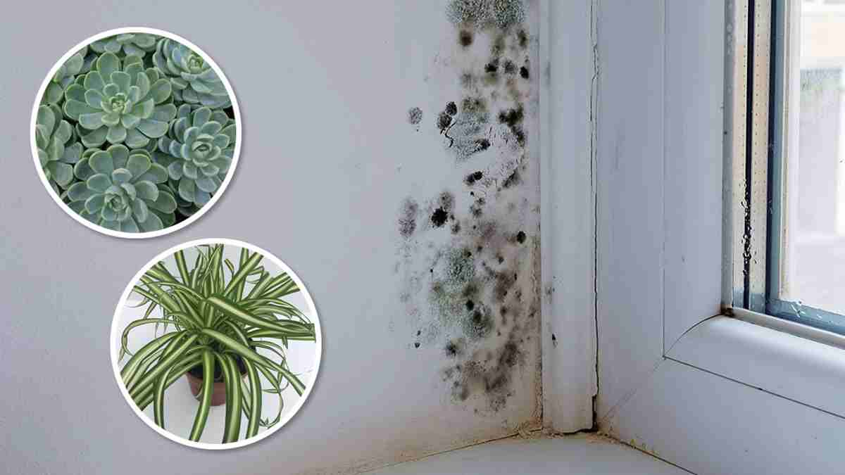 plantes d’intérieur qui tuent la moisissure