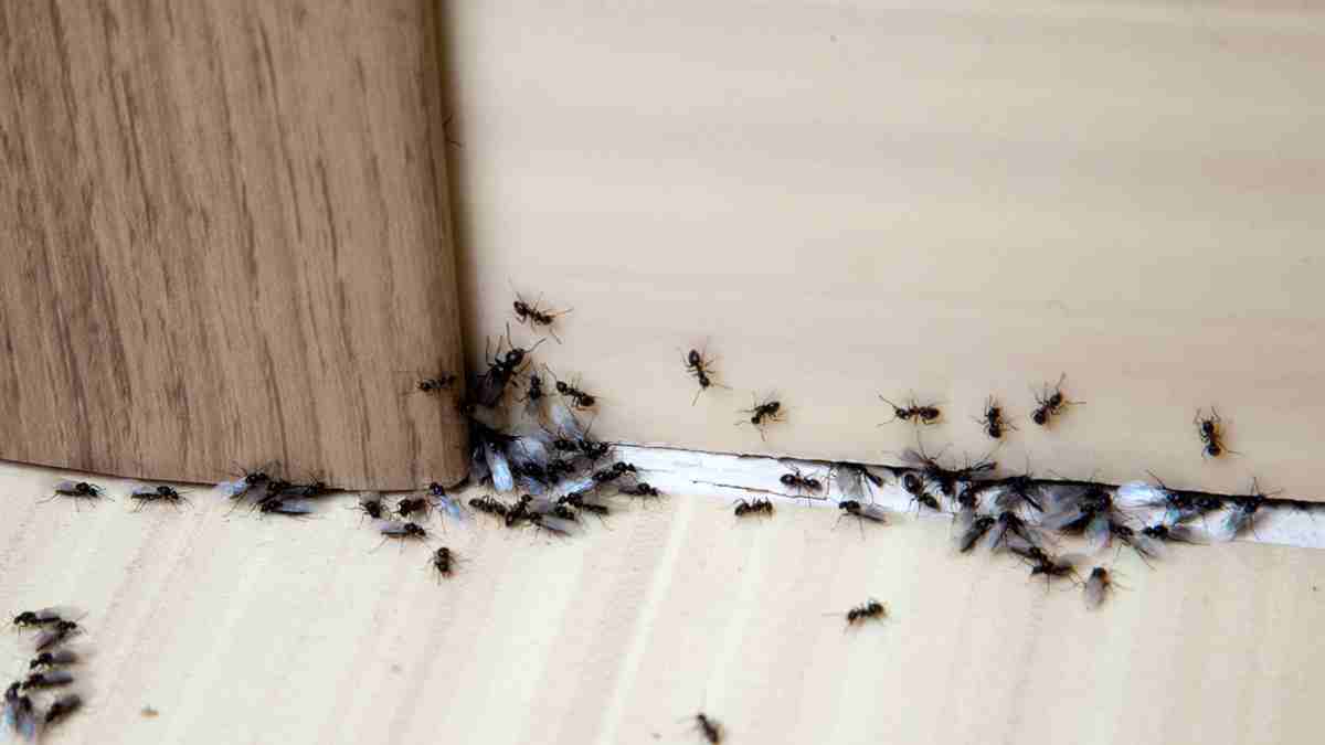 éliminer les fourmis