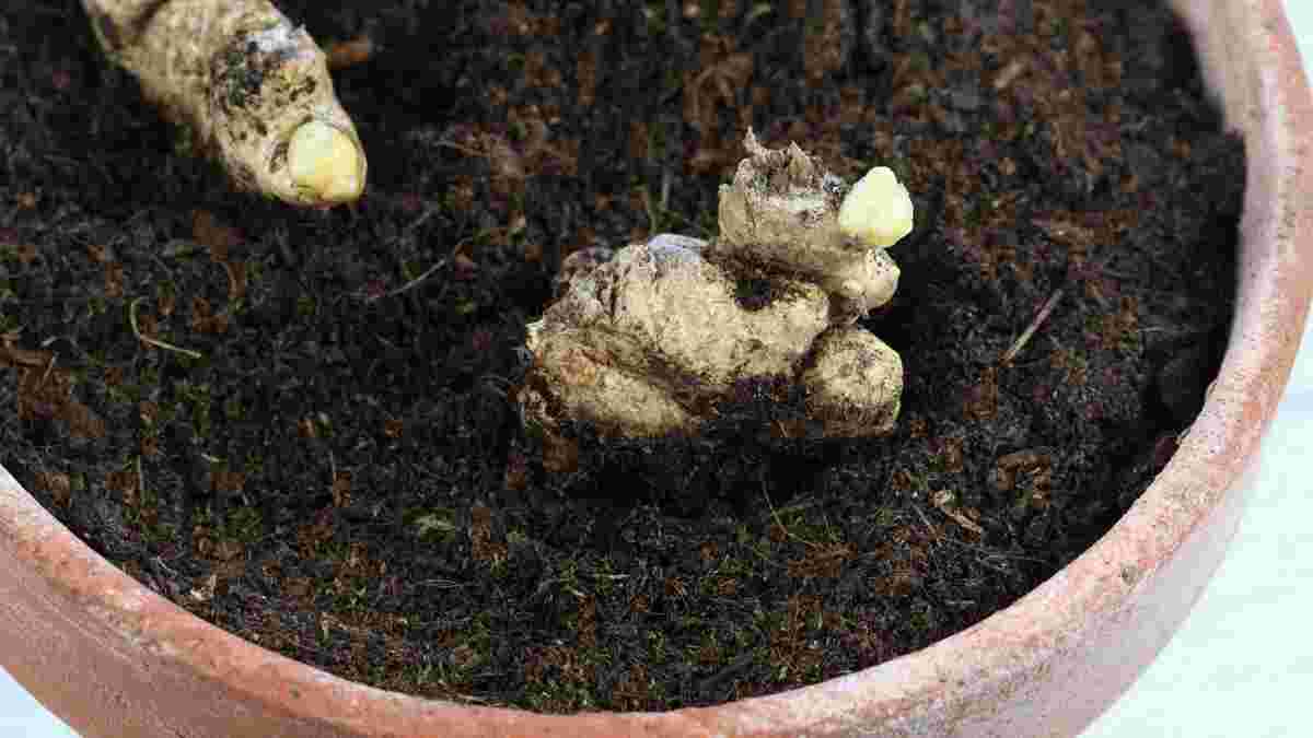 Découvrez l’astuce infaillible pour faire pousser du gingembre en pot chez soi tout au long de l’année !