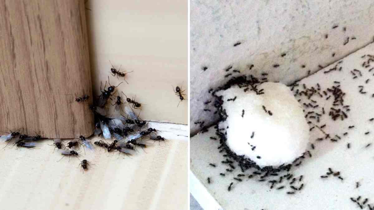 Des astuces infaillibles pour se débarrasser des fourmis pour toujours