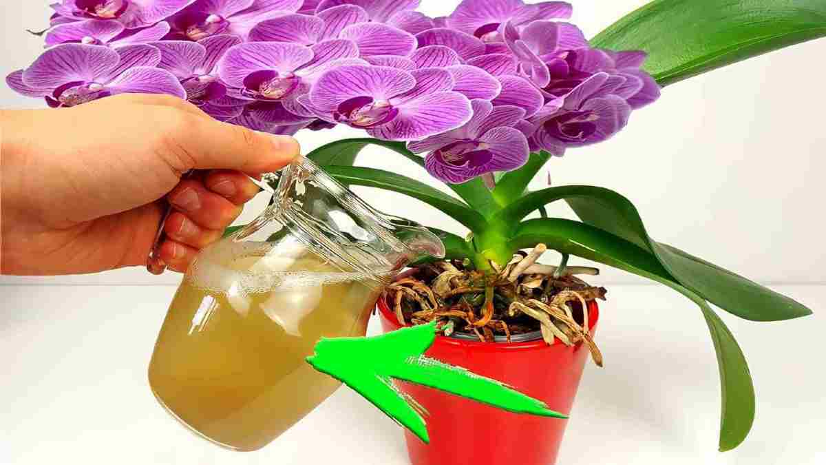 floraison immédiate de vos plantes