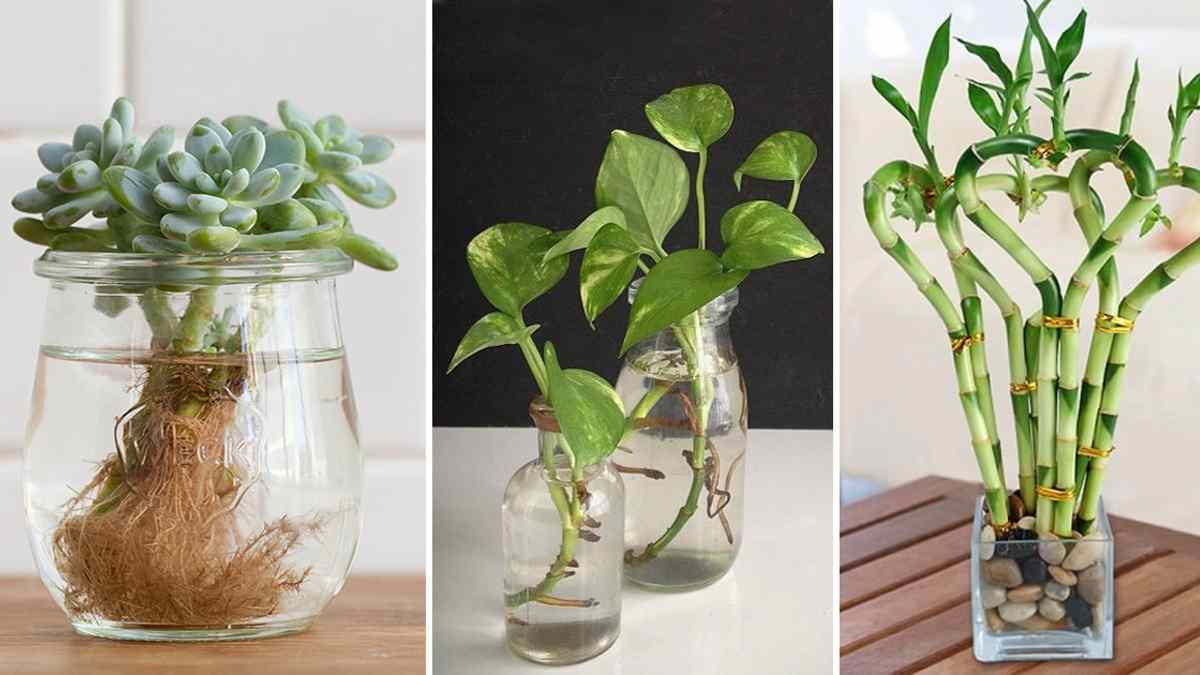 17 plantes que vous pouvez conserver dans des pots remplis d'eau