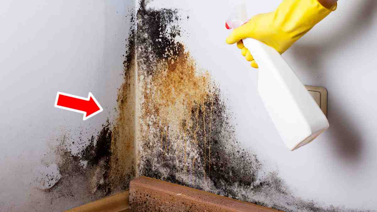 éliminer la moisissure des murs