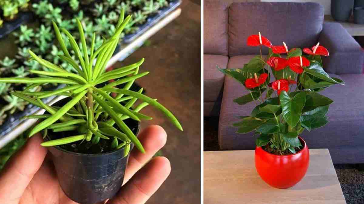 5 plantes qui n'ont pas besoin de soleil fréquent