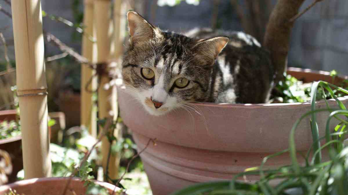 Astuce efficace pour empêcher les chats d'utiliser votre jardin comme toilettes