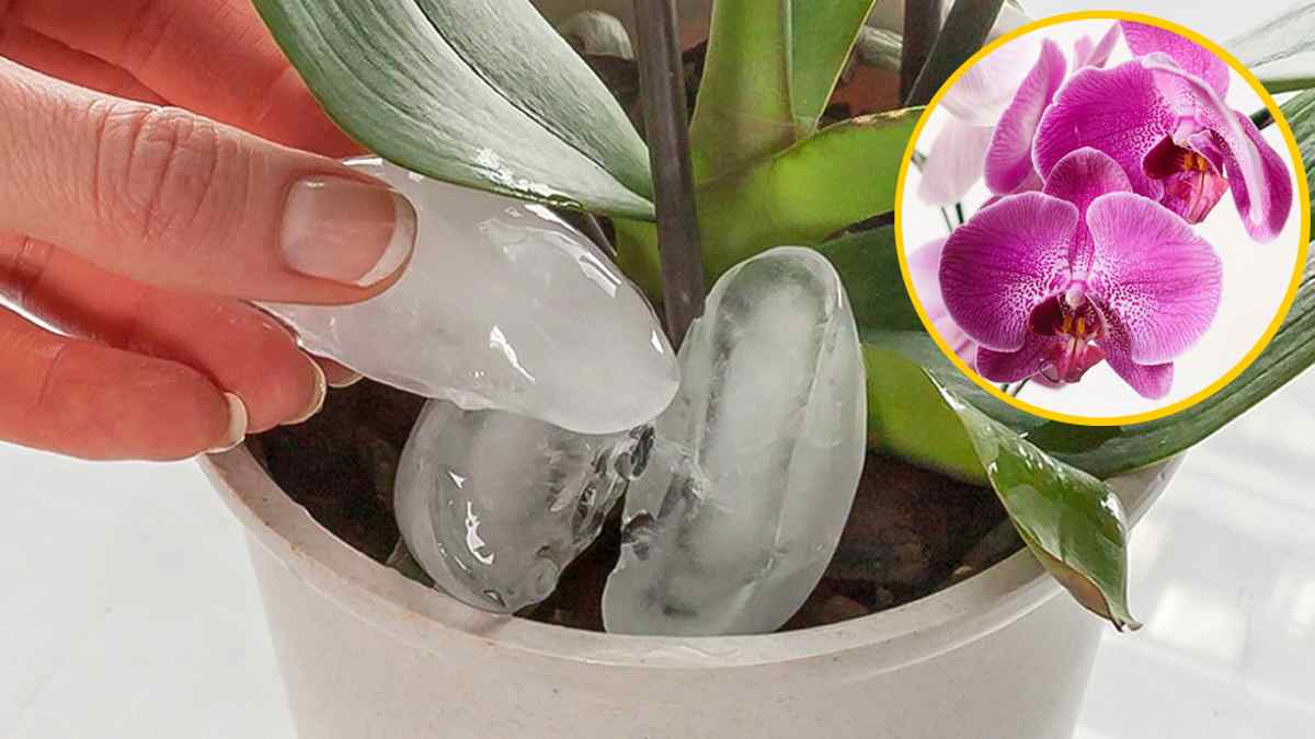 Comment arroser les orchidées sans pourrir les racines