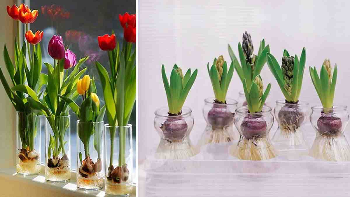 pousser des tulipes et des jacinthes dans l'eau