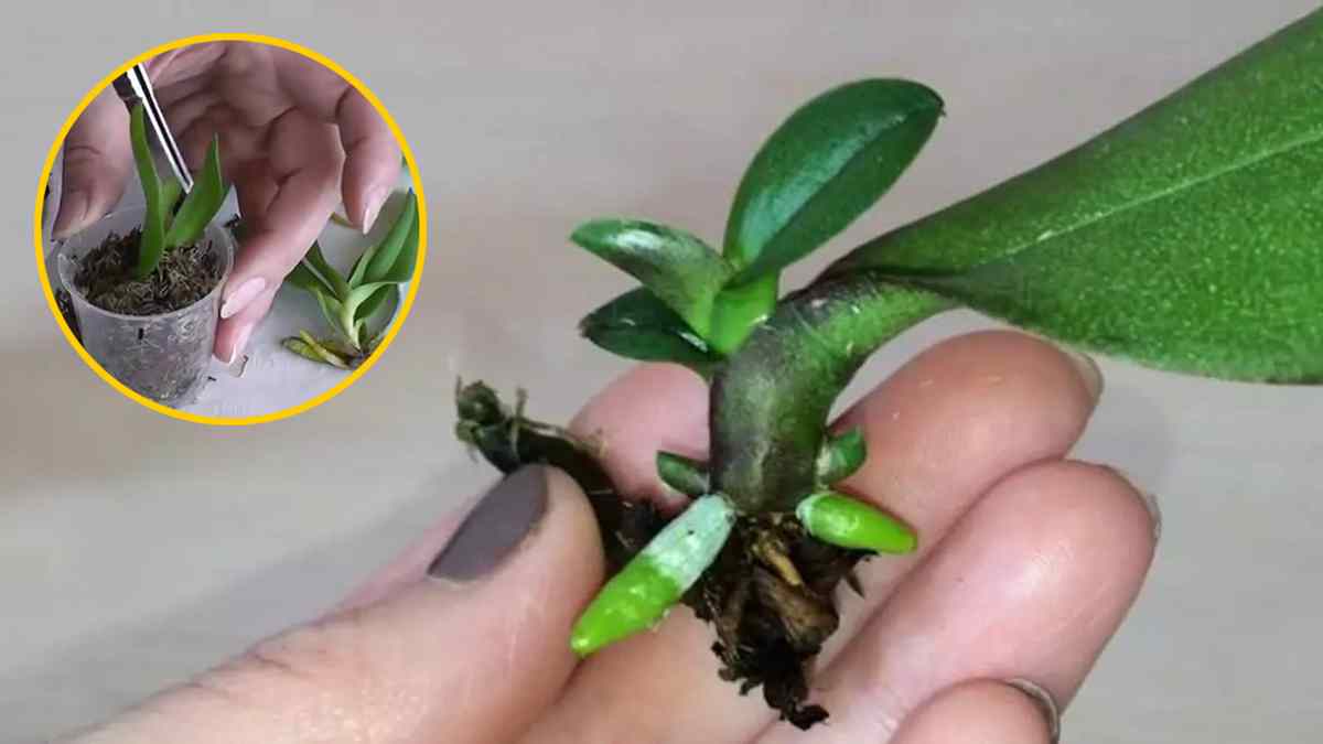 propager une orchidée à partir d'une seule feuille