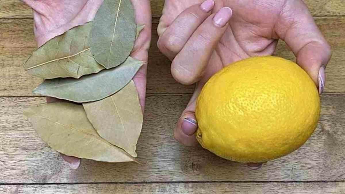 Feuilles de laurier et du citron en tisane