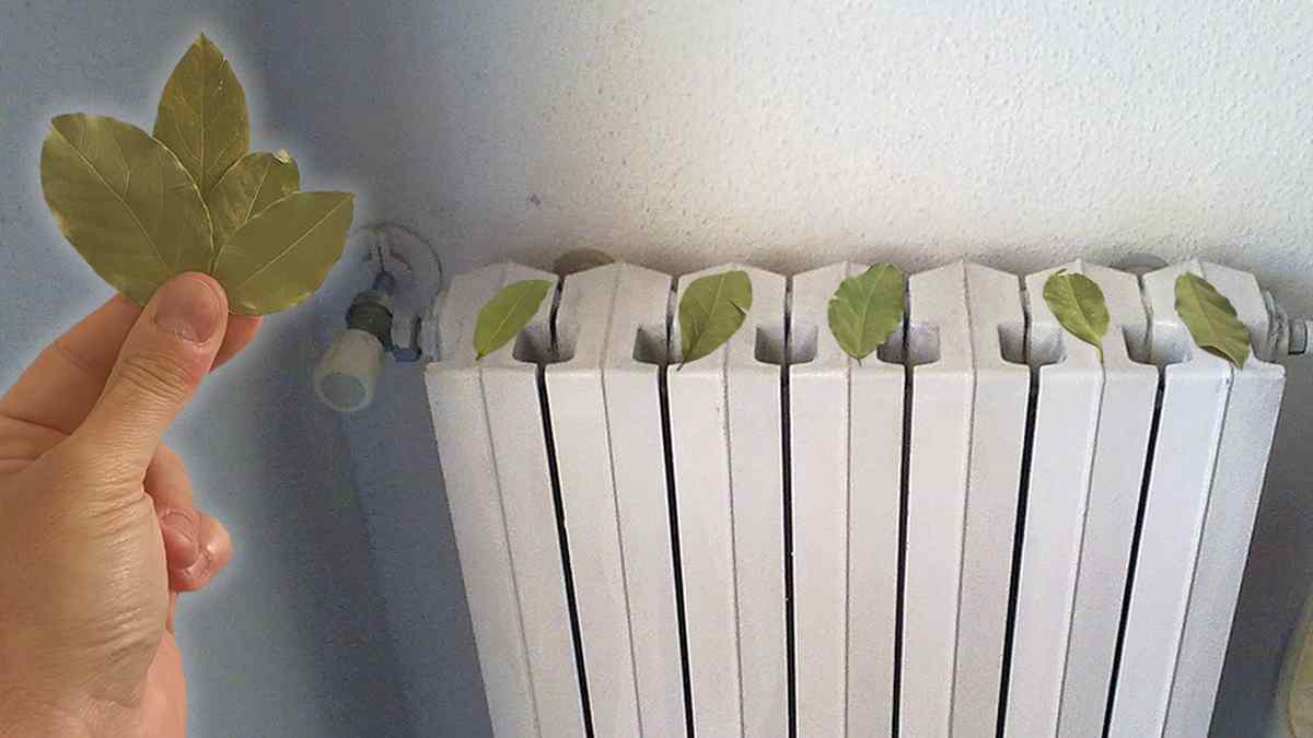 Feuilles de laurier sur votre radiateur