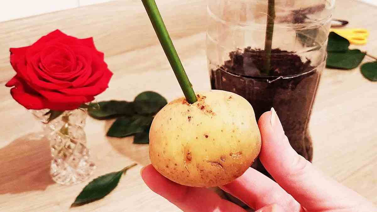 roses avec 1 pomme de terre