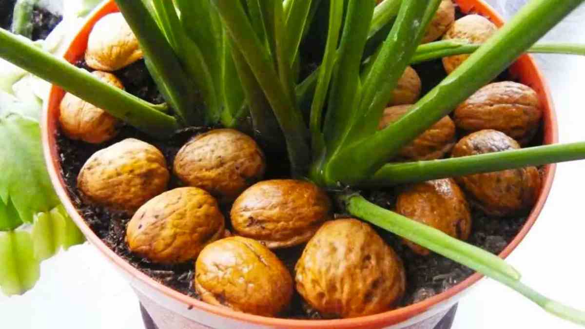 coquilles de noix sur les plantes