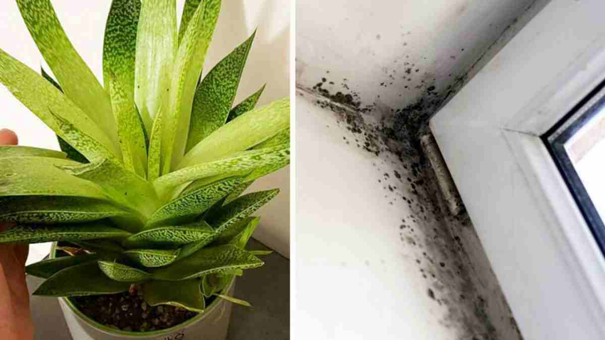 plantes d’intérieur qui élimine l’humidité