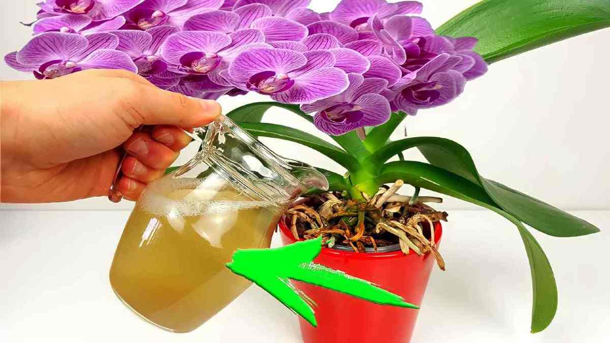 Floraison immédiate si vous en donnez à vos plantes