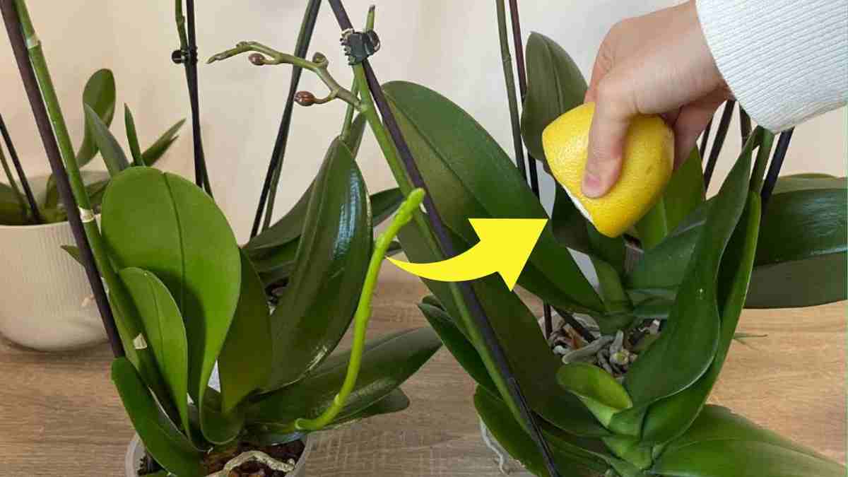Jus de citron dans les orchidées